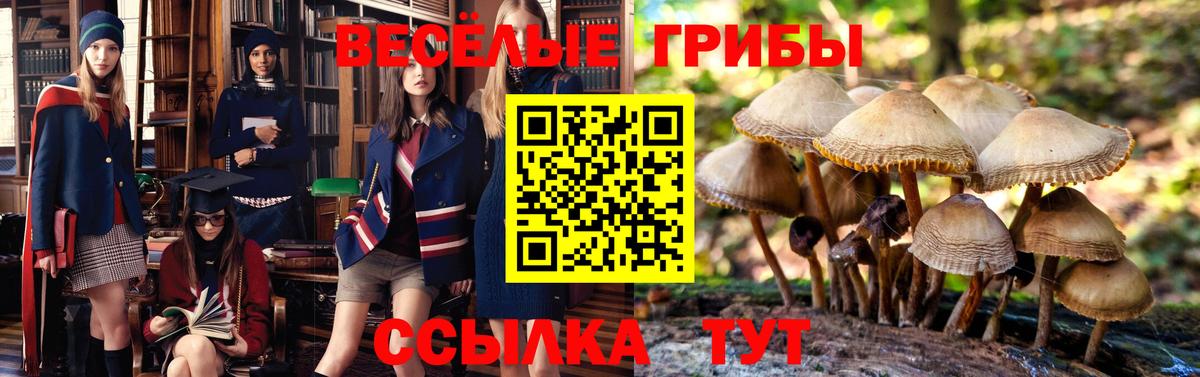 Галлюциногенные грибы Psilocybine cubensis Заволжье